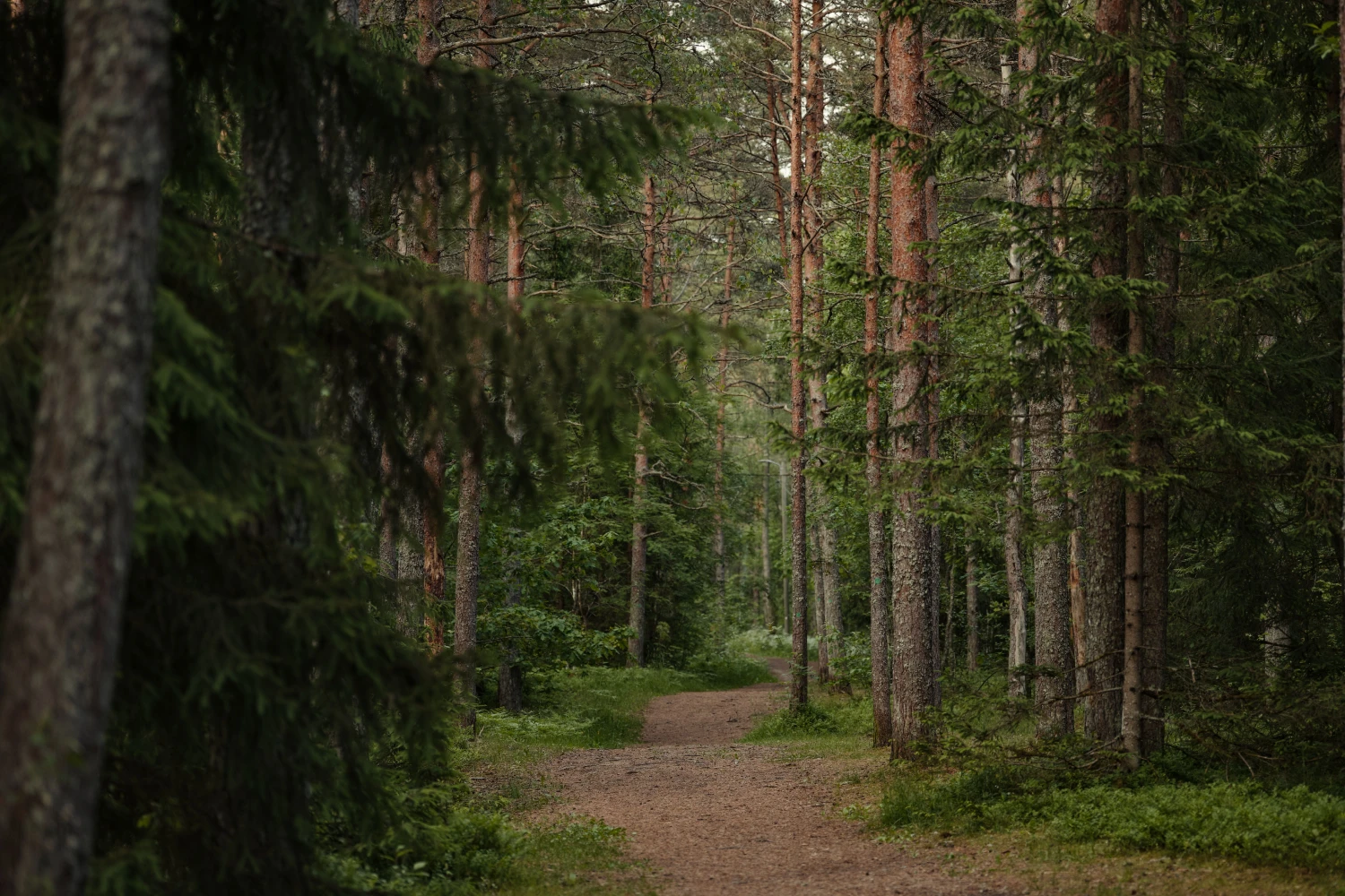 Skogssti i Nittedal